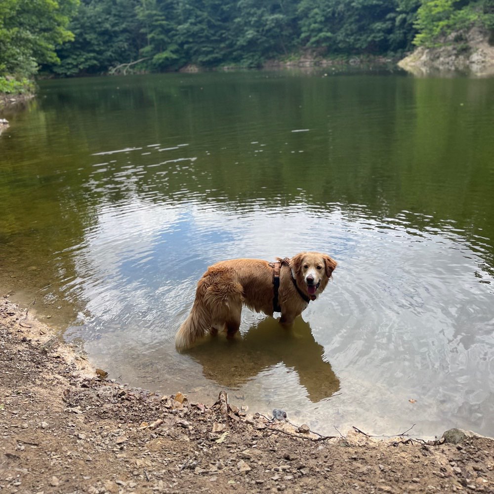 Hundetreffen-Spielrunde / Gassirunde-Profilbild