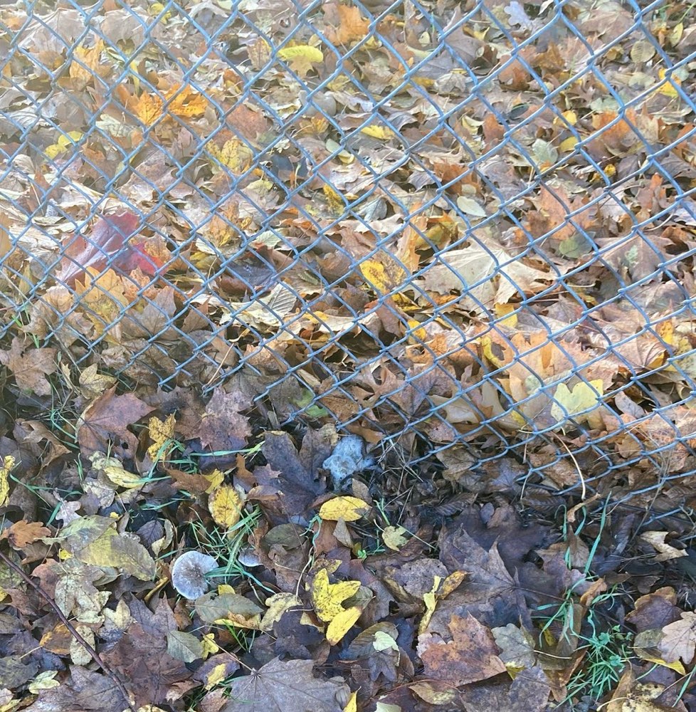 Giftköder-Giftköder/ Pilze-Profilbild