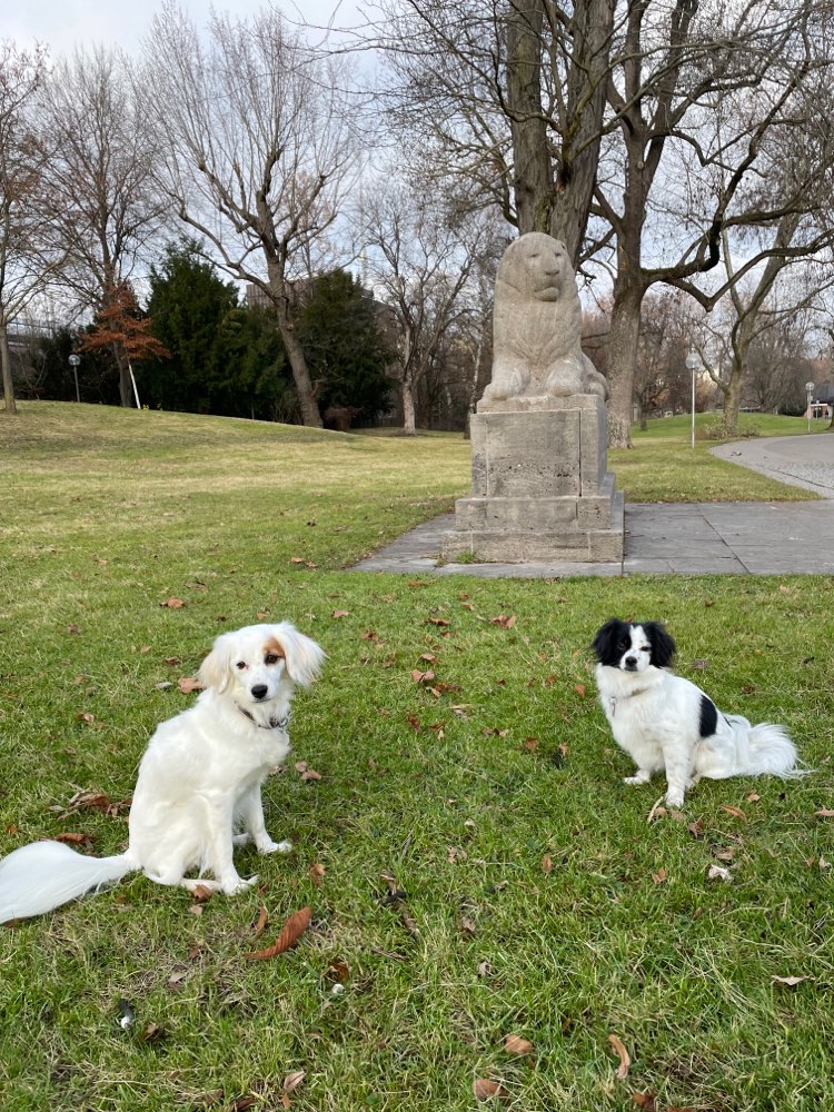 Hundetreffen-Gemeinsame Gassirunde-Profilbild