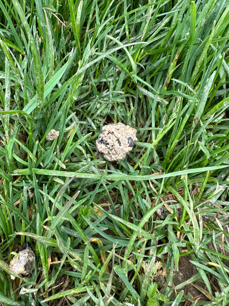 Giftköder-Giftköder in hohem Gras-Profilbild