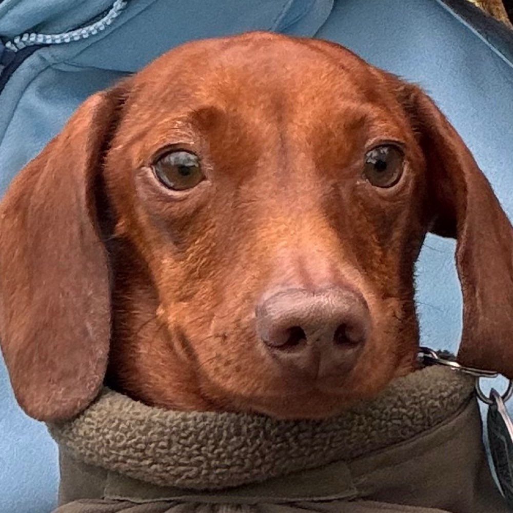Hundetreffen-Entspannte Gassirunden-Profilbild
