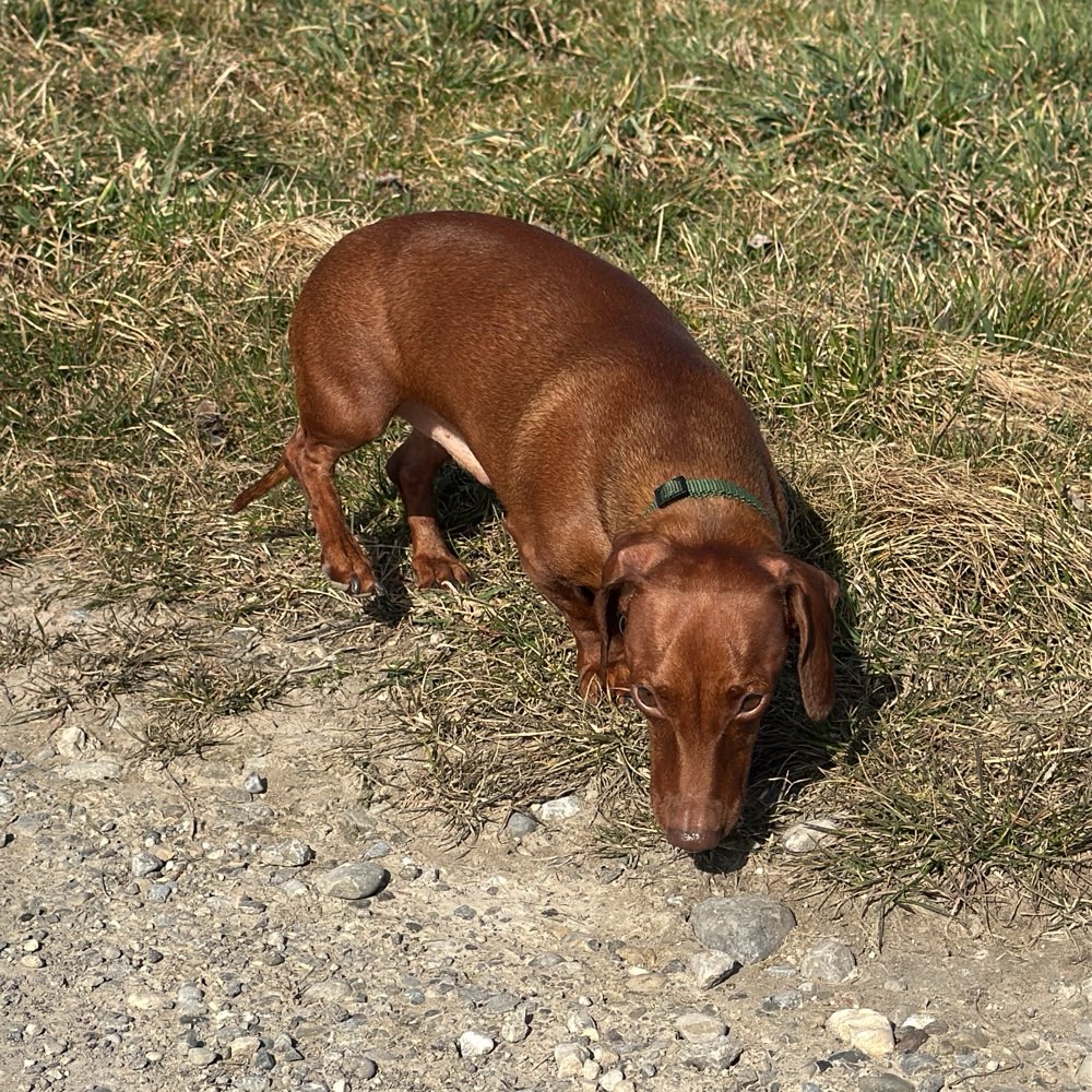 Hundetreffen-Gassirunde mit Spiel und toben-Profilbild