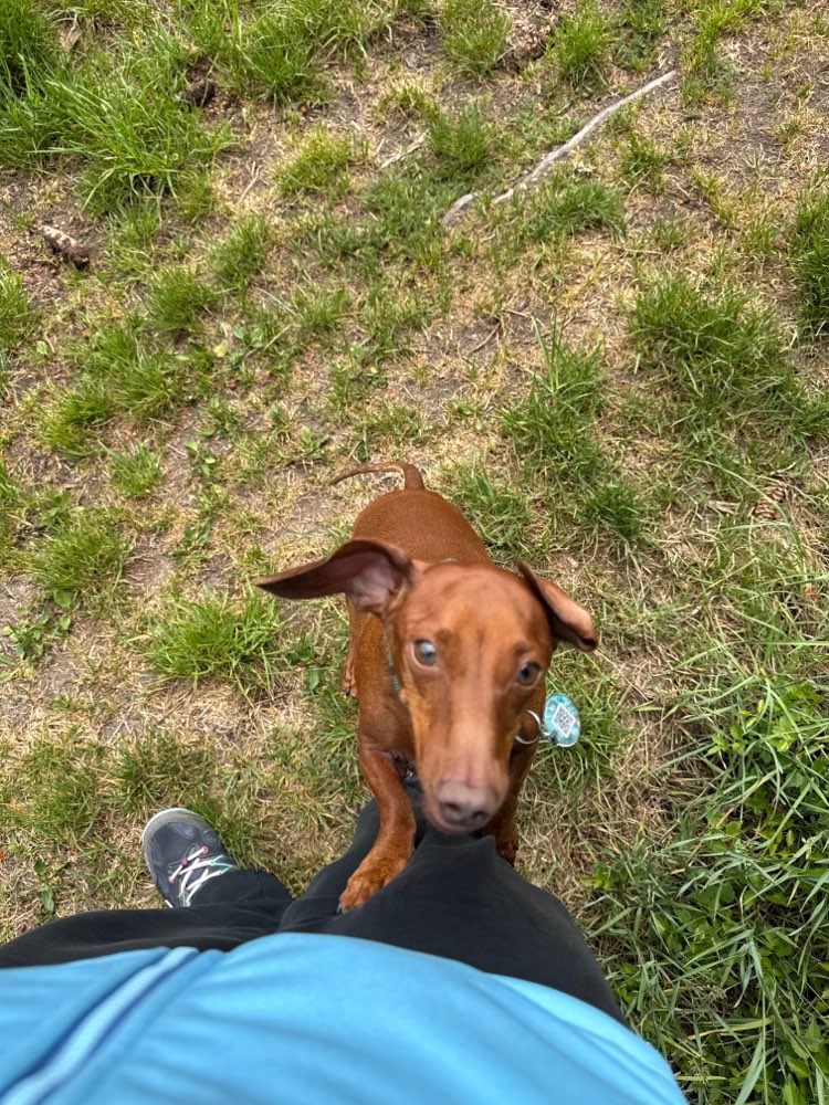 Hundetreffen-Gemeinsame Gassirunde-Profilbild