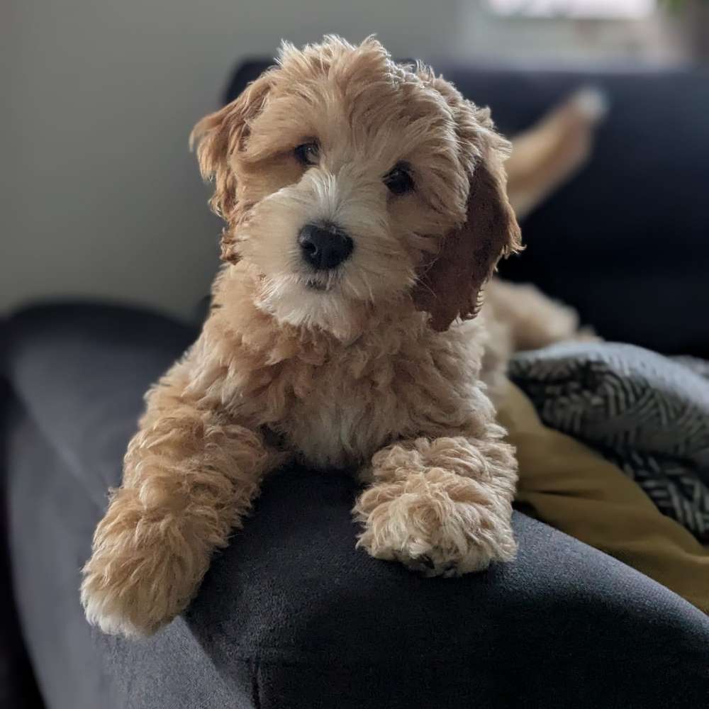 Hundetreffen-Kontakt mit anderen Hunden / Spielen/ Spazieren-Profilbild