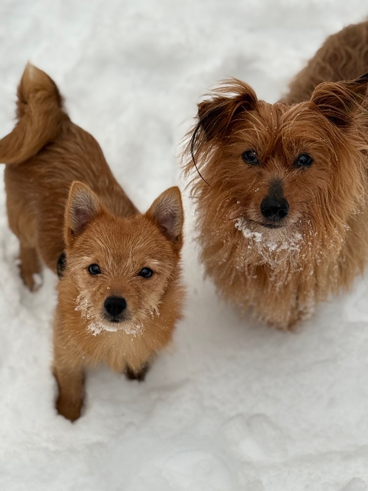 Hundetreffen-Treffen zum Spielen-Profilbild