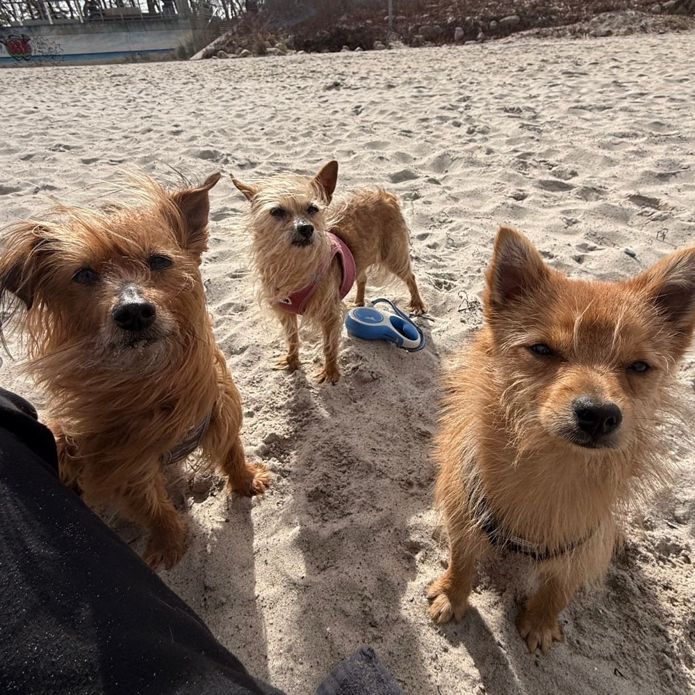 Hundetreffen-Treffen zum Spielen-Profilbild