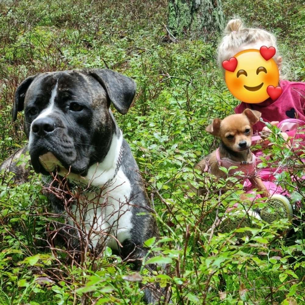 Hundetreffen-Gassi/Spiel Treffen gesucht 🥰🐕-Profilbild