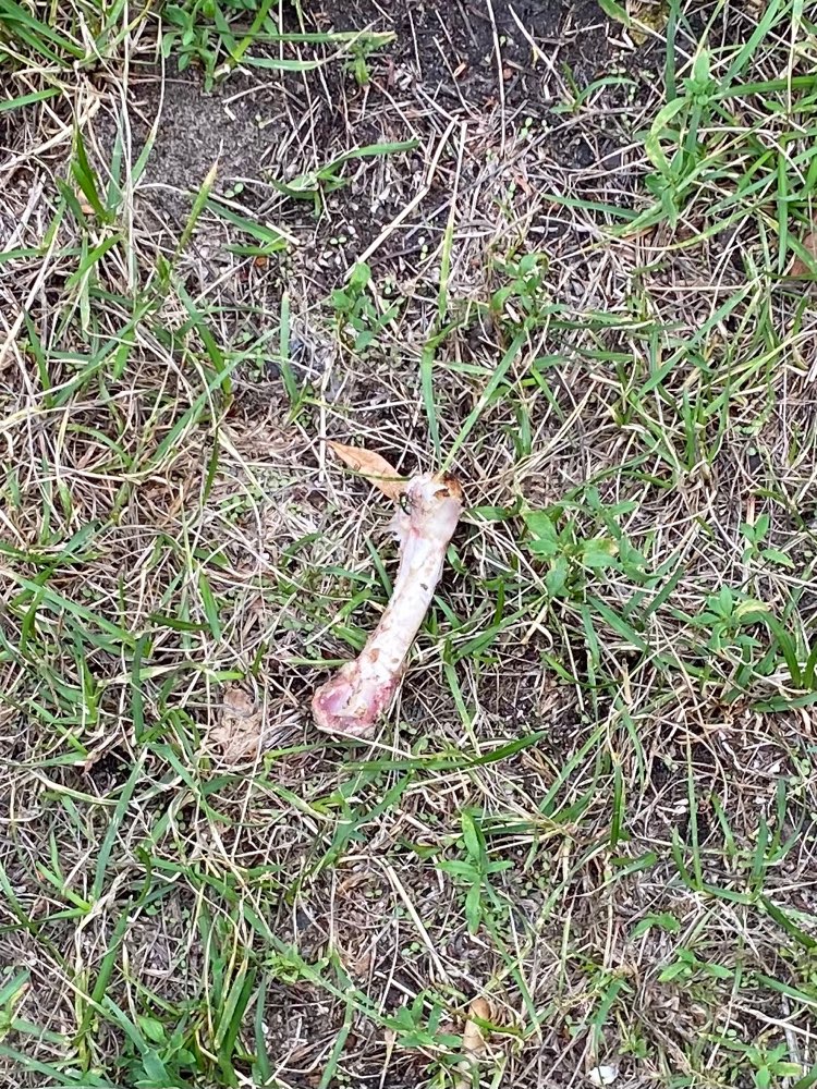 Giftköder-Viele Knochen und Essensreste Parkaue-Profilbild