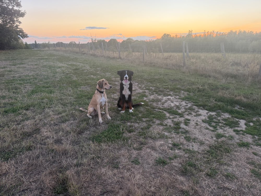 Hundetreffen-🐕 Hunde raus, Kopf frei! 🌿-Profilbild