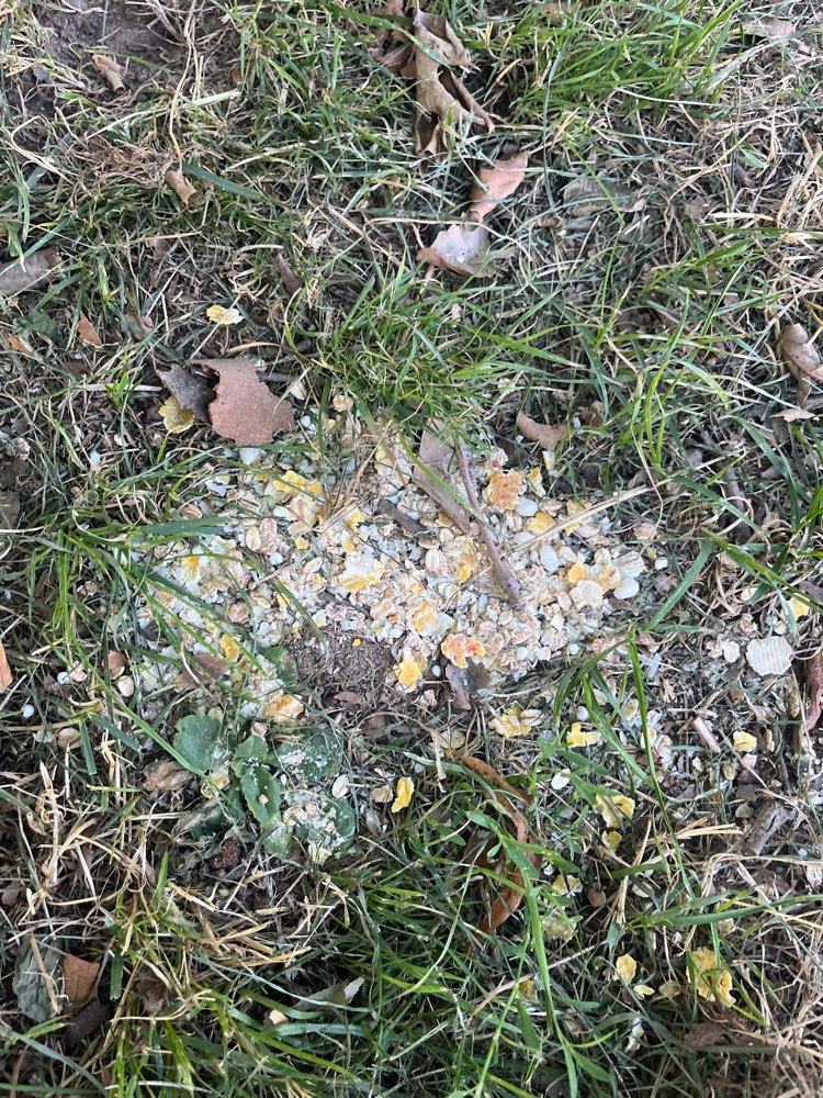 Giftköder-Potentielle Giftköder in Büderich-Profilbild