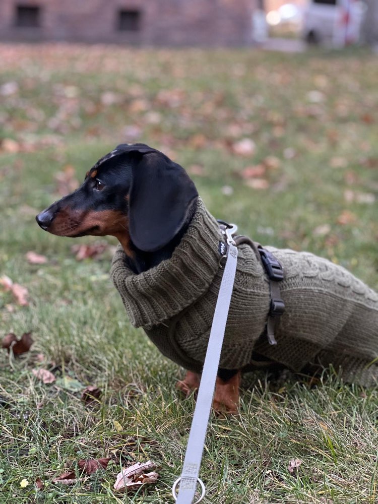 Hundetreffen-Hundetreff🐾-Profilbild