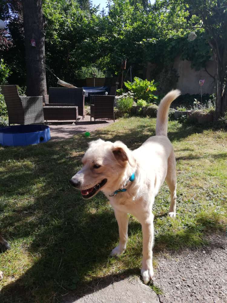 Hundetreffen-Spazieren-Profilbild