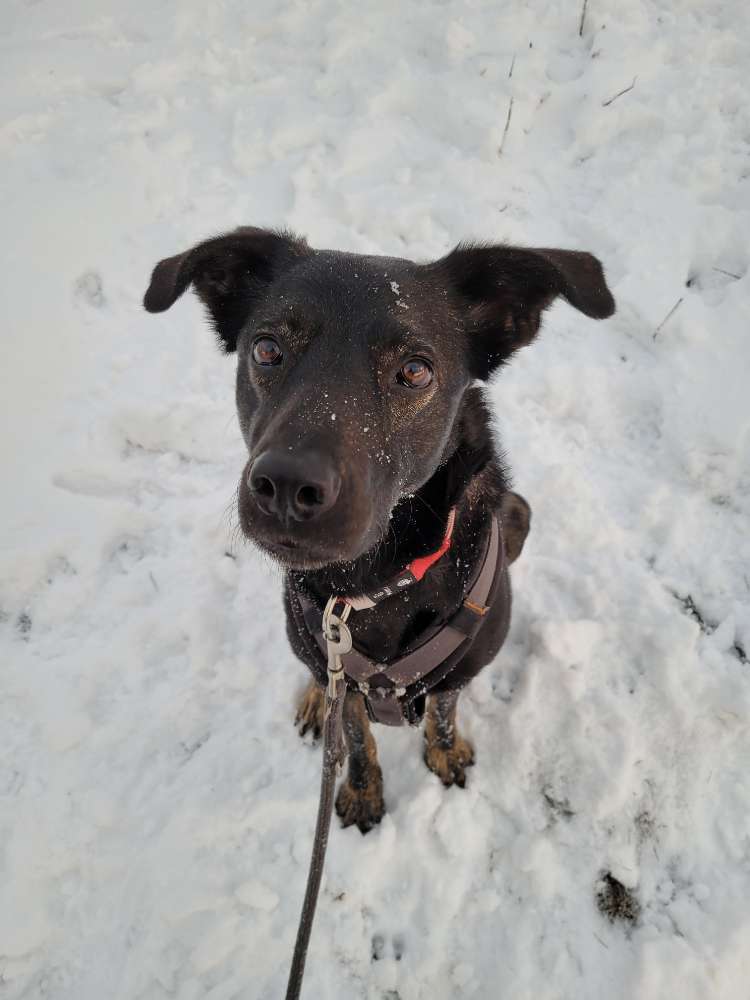 Hundetreffen-Hundekontakt -Training-Profilbild