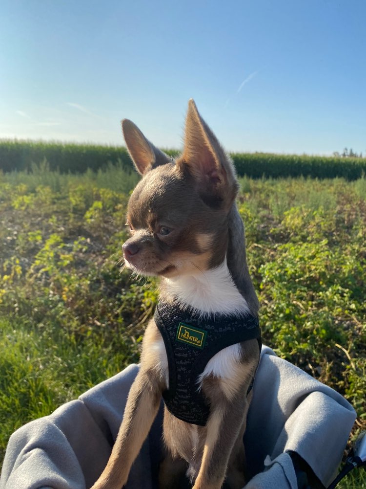 Hundetreffen-Kleiner Vierbeiner läd zum Toben ein :-)-Profilbild