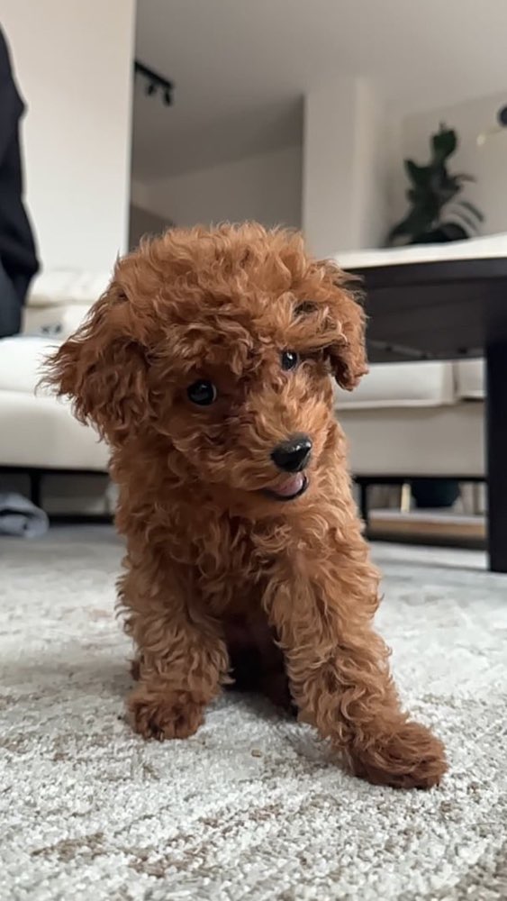 Hundetreffen-Spielkameraden gesucht 🐾-Profilbild