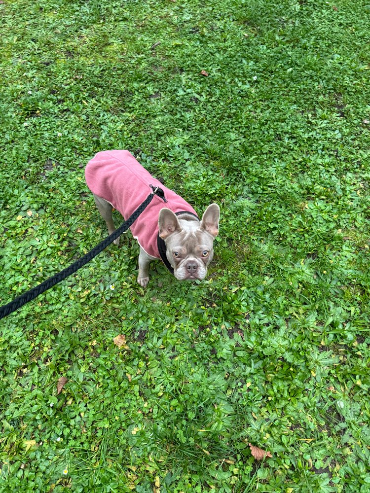 Hundetreffen-Gemeinsames Gassi gehen und spielen ❤️-Profilbild