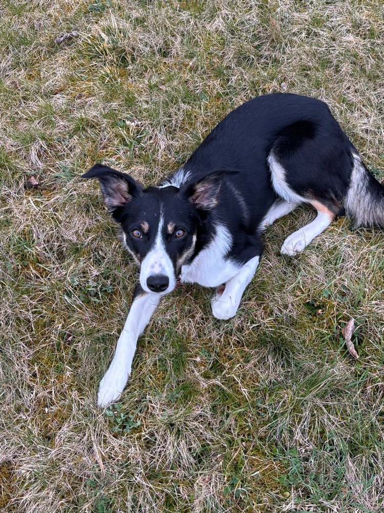 Hundetreffen-Welpentreffen/Junghundetreffen-Profilbild