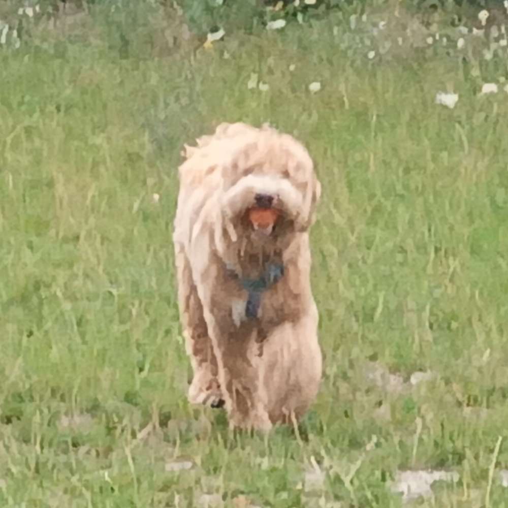 Hundetreffen-Treffen zum Spielen, Spazierengehen-Profilbild