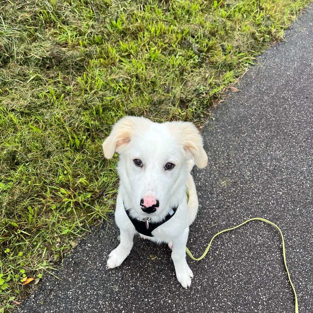 Hundetreffen-Gemeinsames Gassi gehen-Profilbild