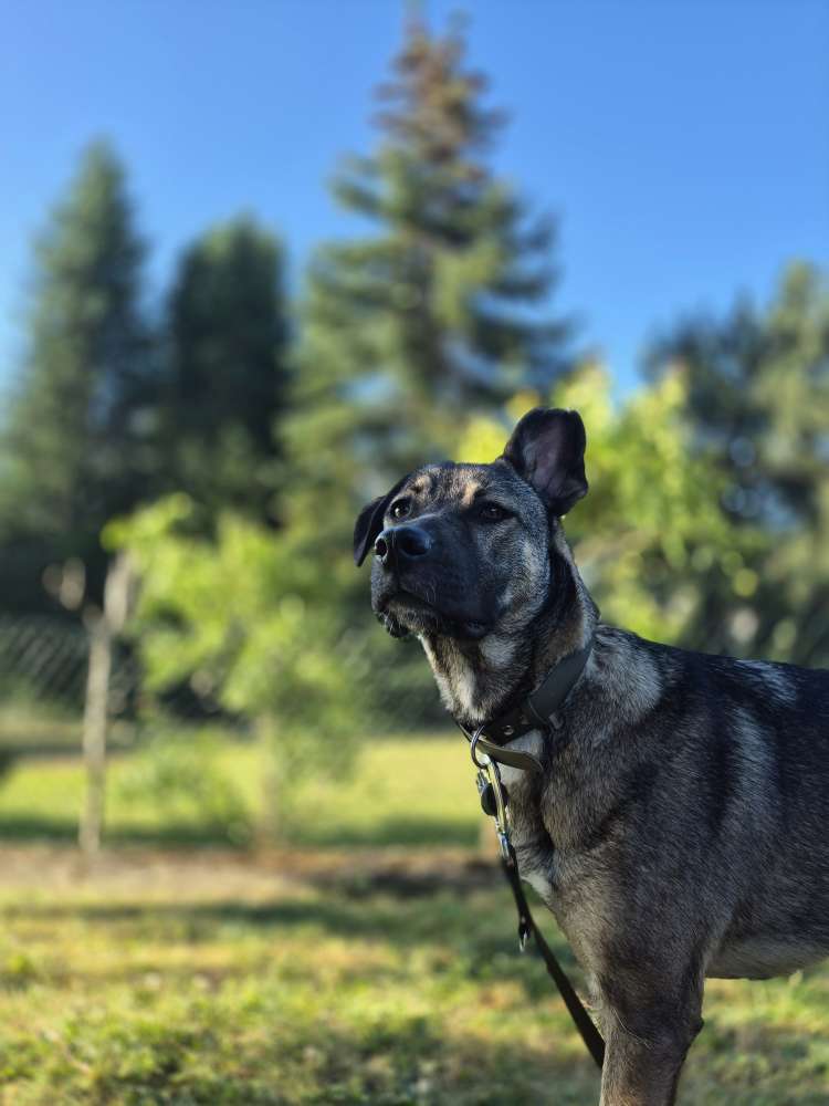 Hundetreffen-Social bzw. Trainingswalk-Profilbild