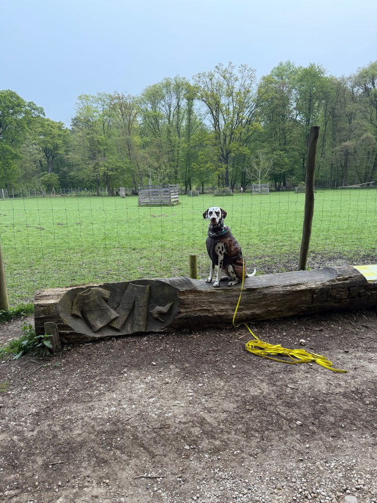 Hundetreffen-Nette Hundefreunde gesucht. :)-Profilbild