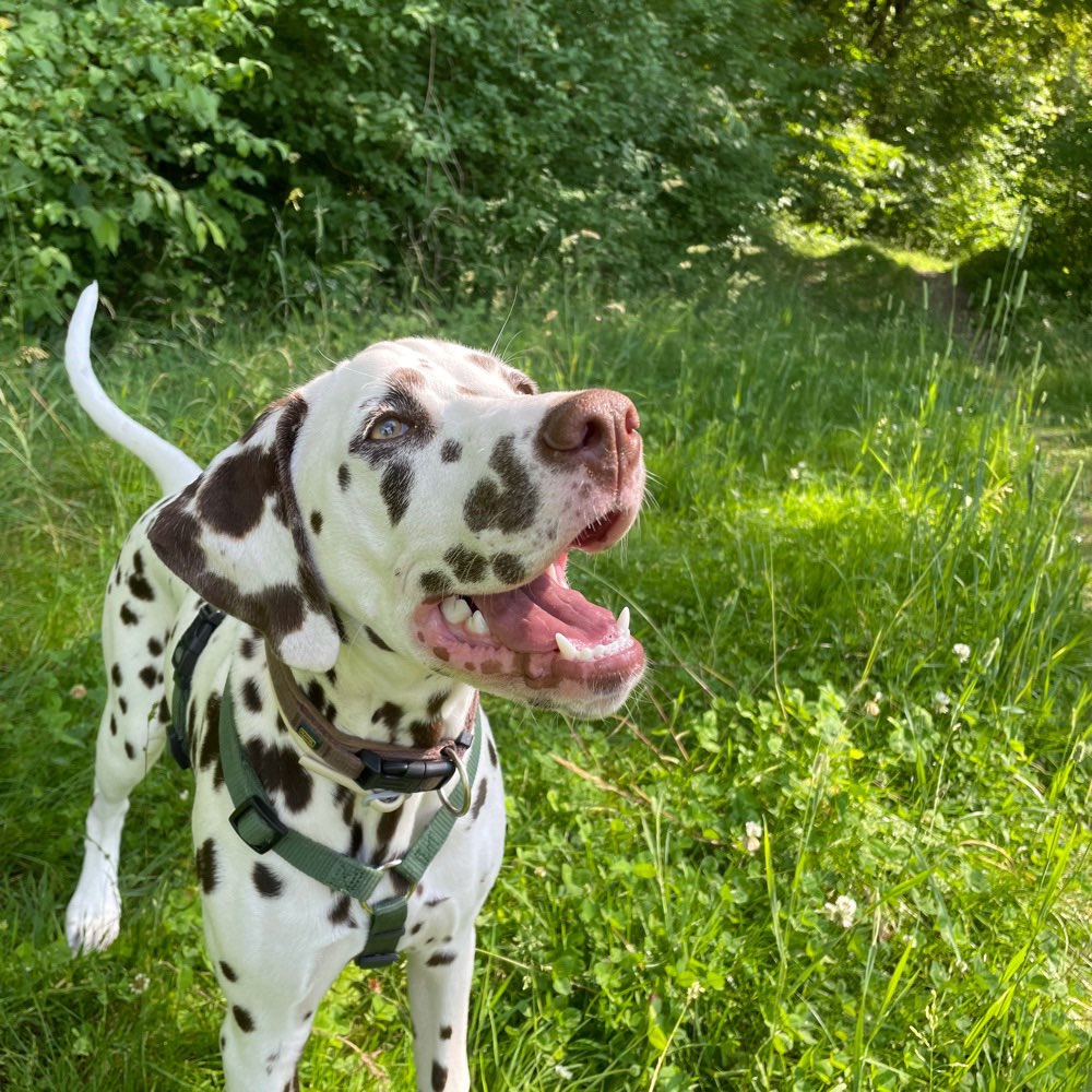 Hundetreffen-Hundebegegnungen an der Leine und Spieltreffen-Profilbild