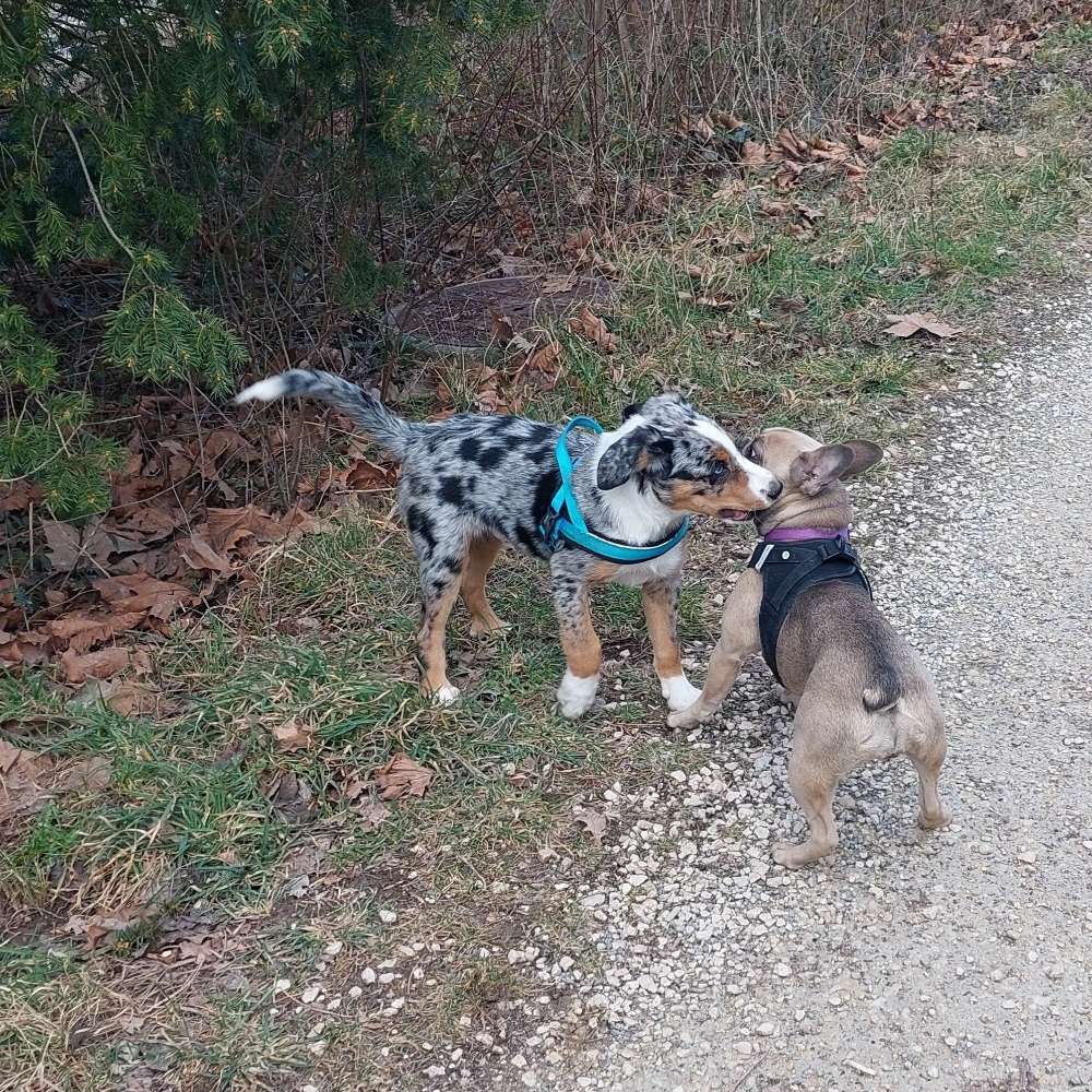 Hundetreffen-Hundetreffen in Zürich-Profilbild