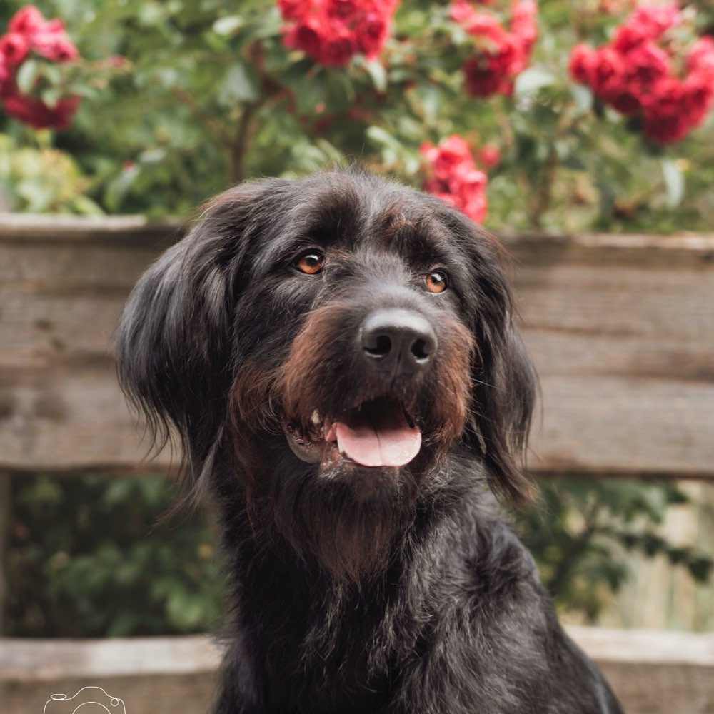 Hundetreffen-Spazieren am Freudenberg-Profilbild