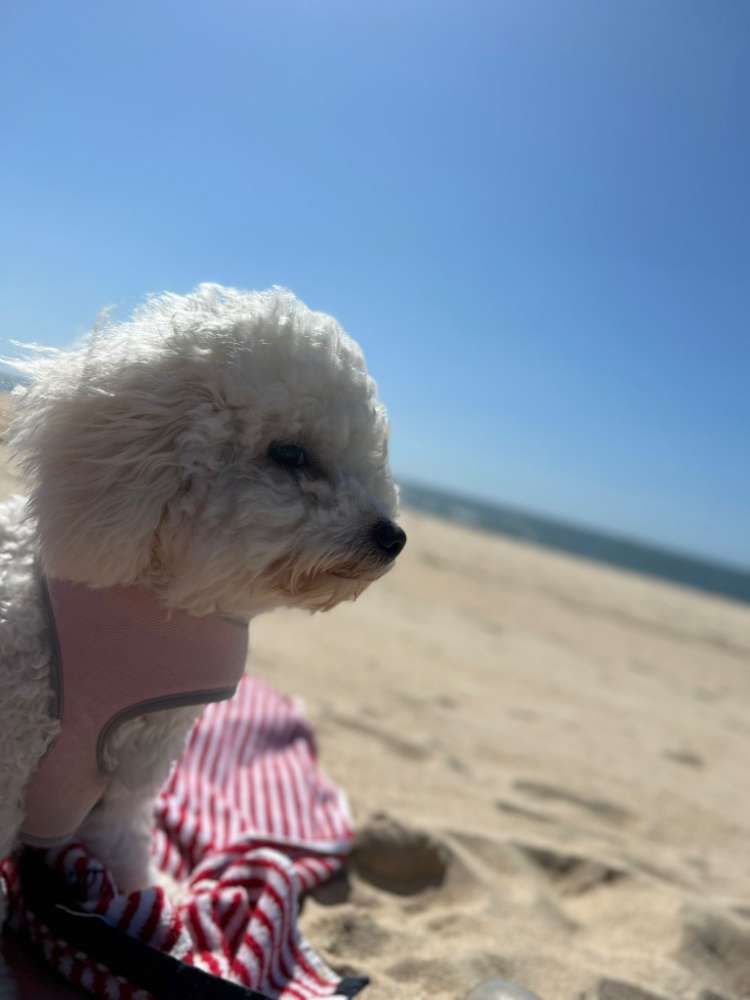 Hundetreffen-Spielfreunde gesucht-Profilbild