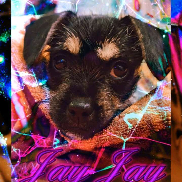 Hundetreffen-Welpen treffen und spielen reuttistrasse Umgebung-Profilbild