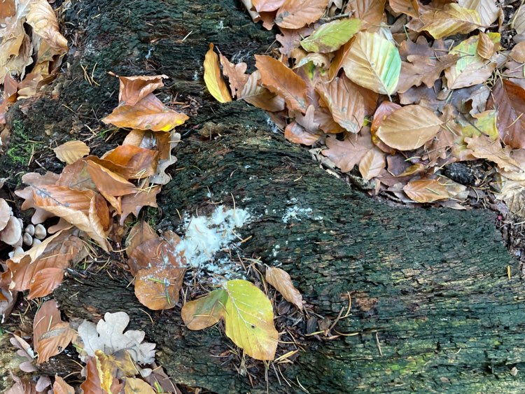 Giftköder-Weißes Pulver-Profilbild