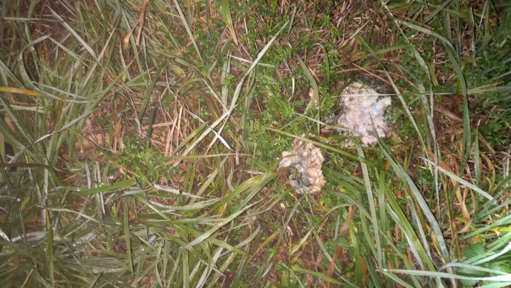 Giftköder-Giftköder-Profilbild