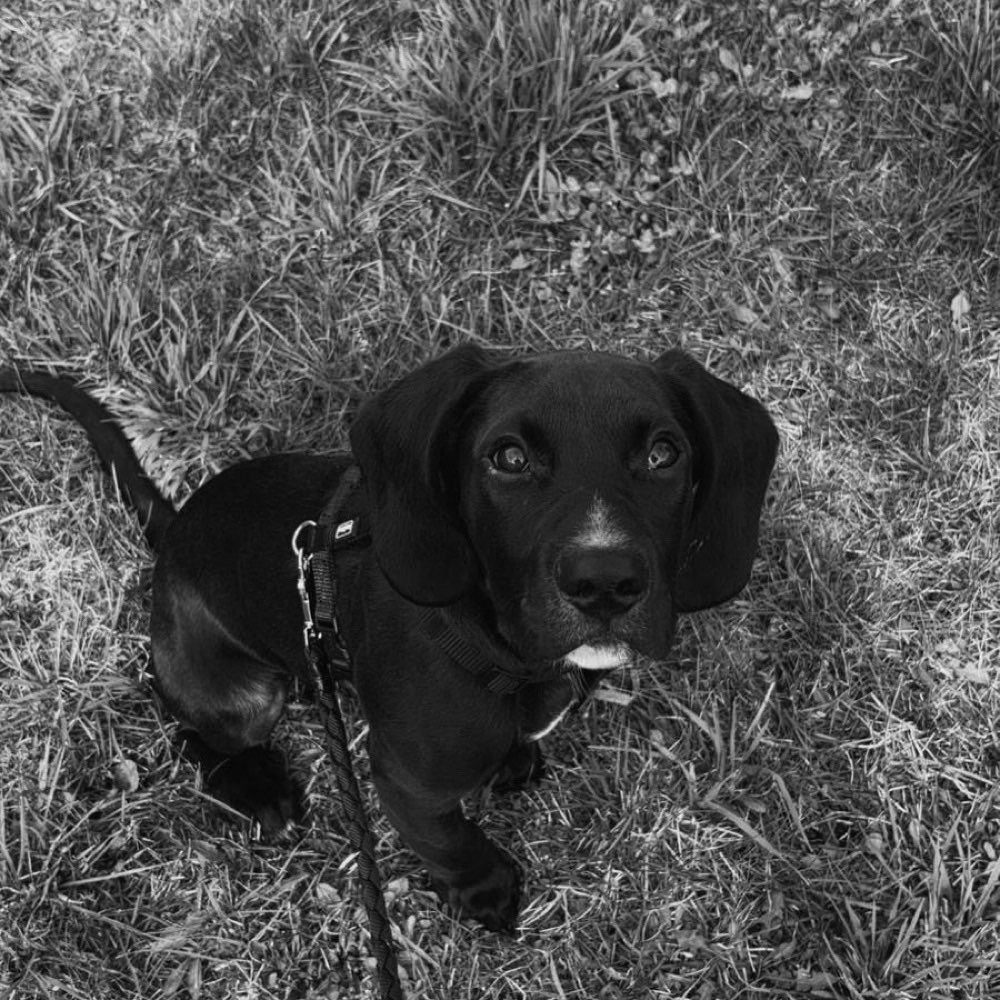 Hundetreffen-Wellpentreffen-Profilbild