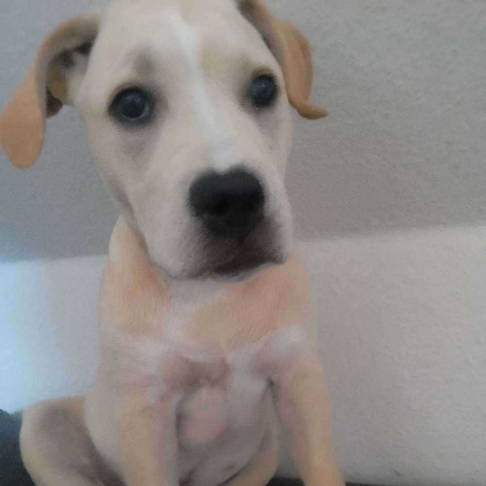 Hundetreffen-Spiel Partner/in-Profilbild