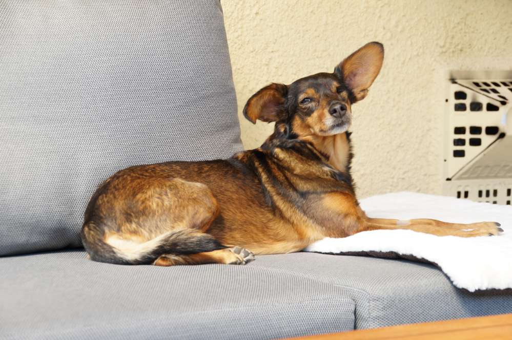 Hundetreffen-Gemeinsame Gassi-Runden-Profilbild