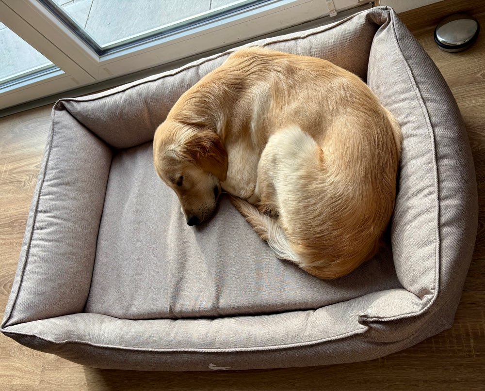 Hundetreffen-Lieber Junghund sucht Spielfreund/in-Profilbild