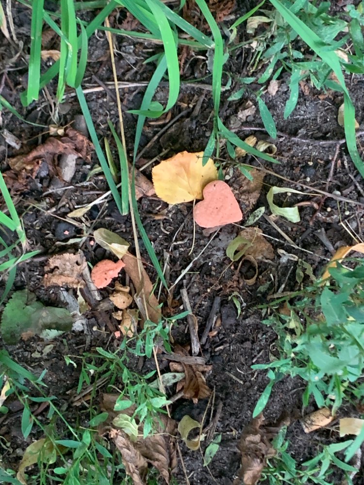 Giftköder-Giftköder ausgelegt-Profilbild