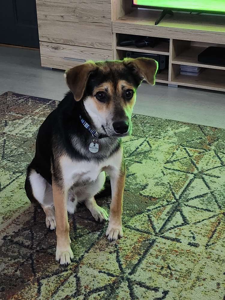 Hundetreffen-Gassirunde mit Emil-Profilbild