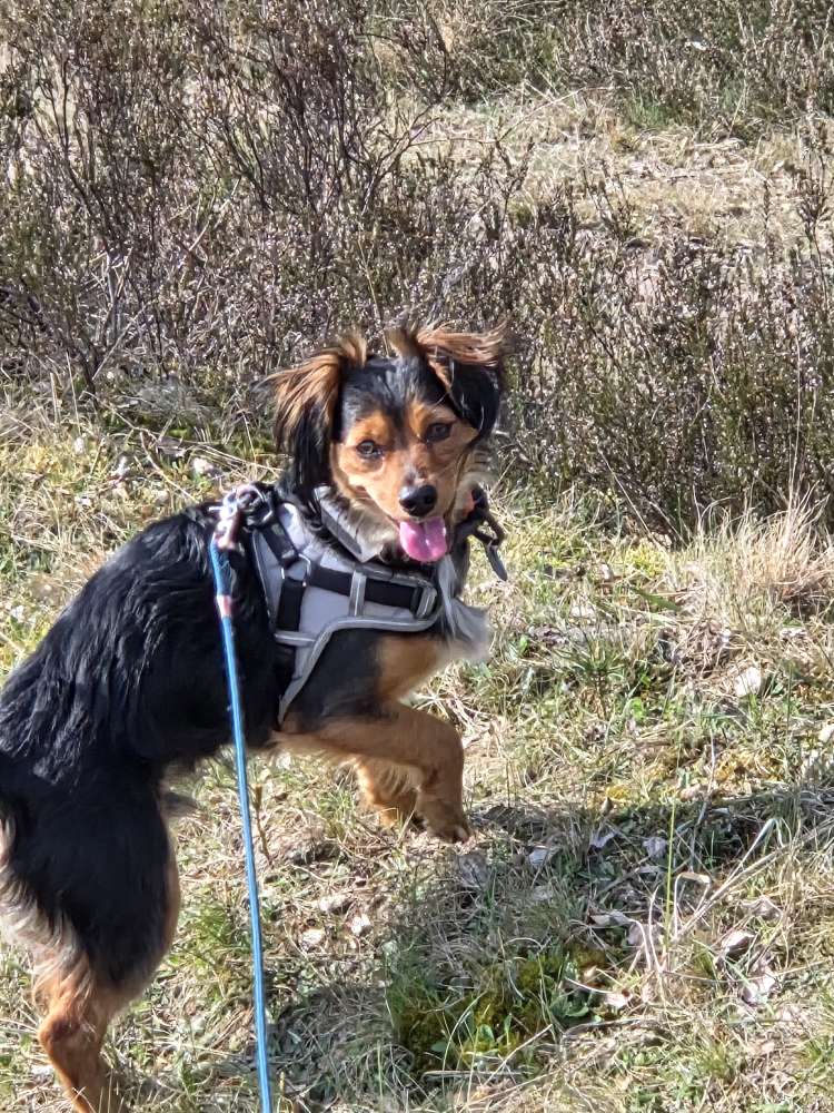 Hundetreffen-Junghundetreffen, spielen, etc-Profilbild