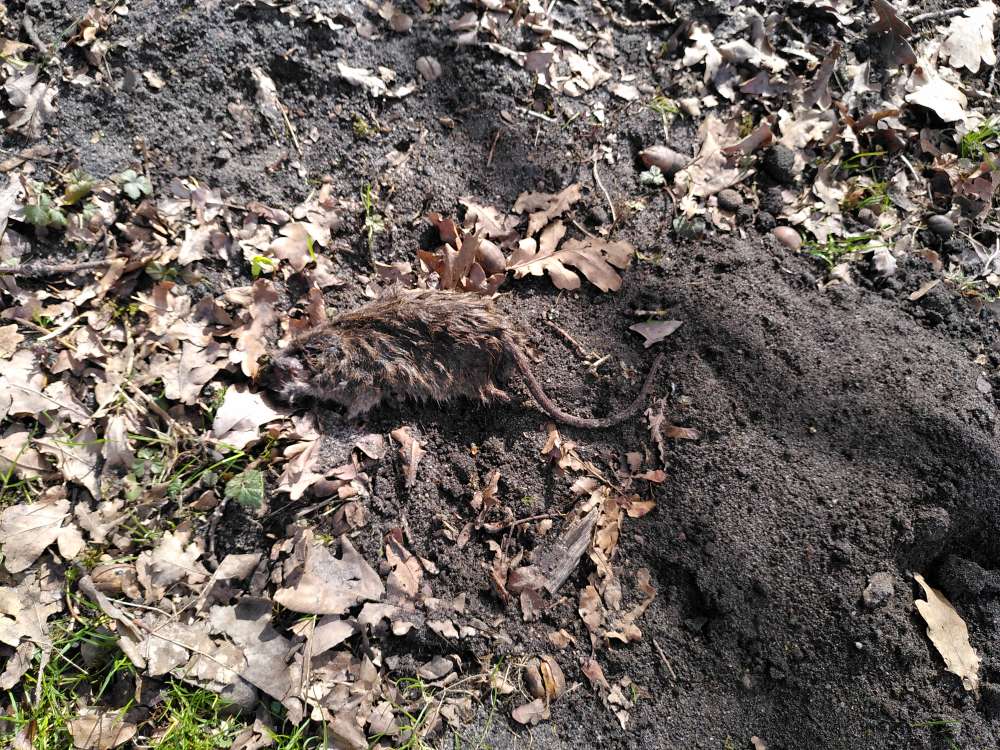 Giftköder-Tote Ratte im Treptower Park-Profilbild