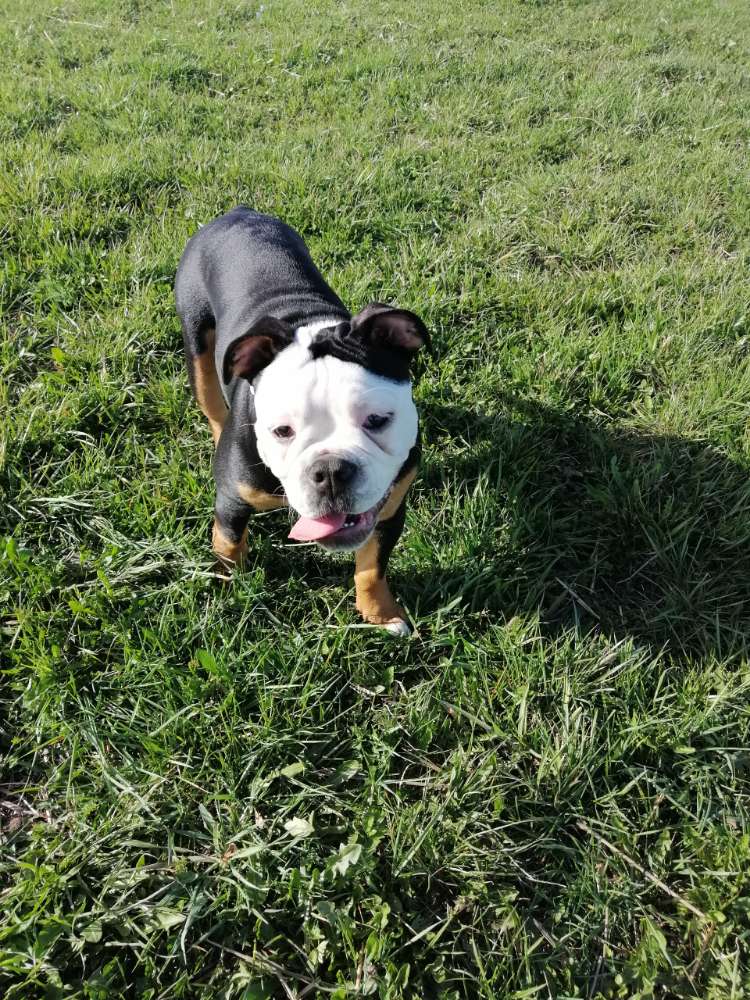 Hundetreffen-Spielfreude gesucht-Profilbild