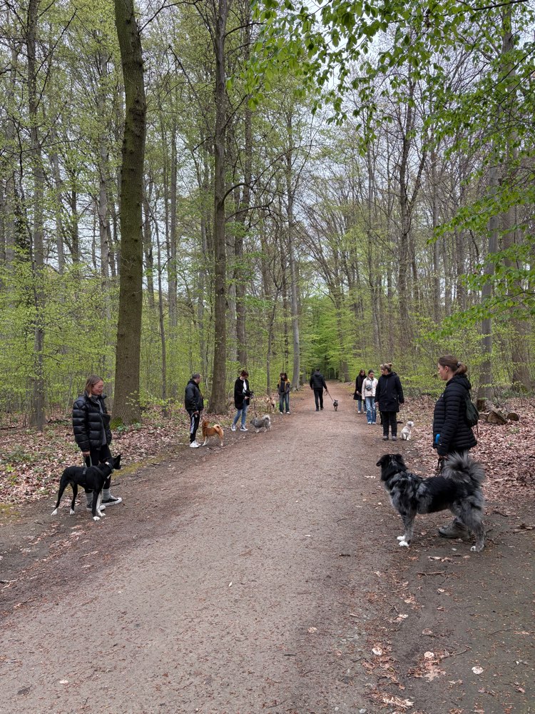 Hundetreffen-Social Walk mit Trainerin 🐕🐩🐕‍🦺🦮-Profilbild