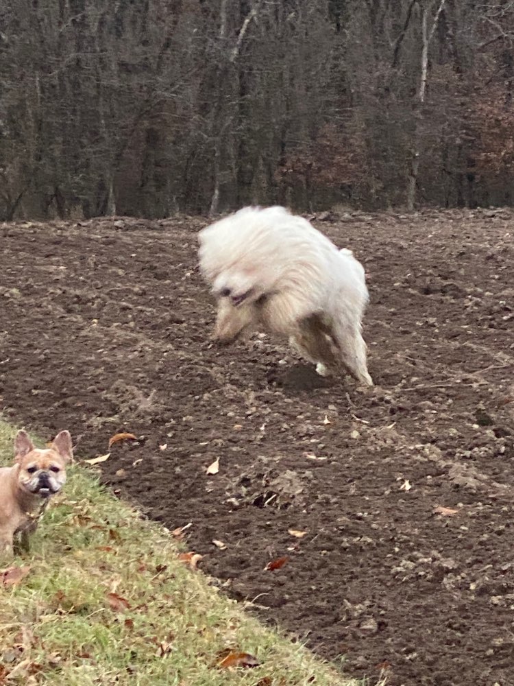Hundetreffen-Gassi Runde mit Junghund über 50 kg-Profilbild