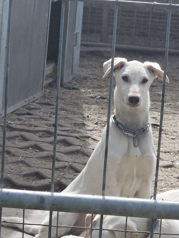 Hundetreffen-Treffen mit Welpen und Junghunden-Profilbild