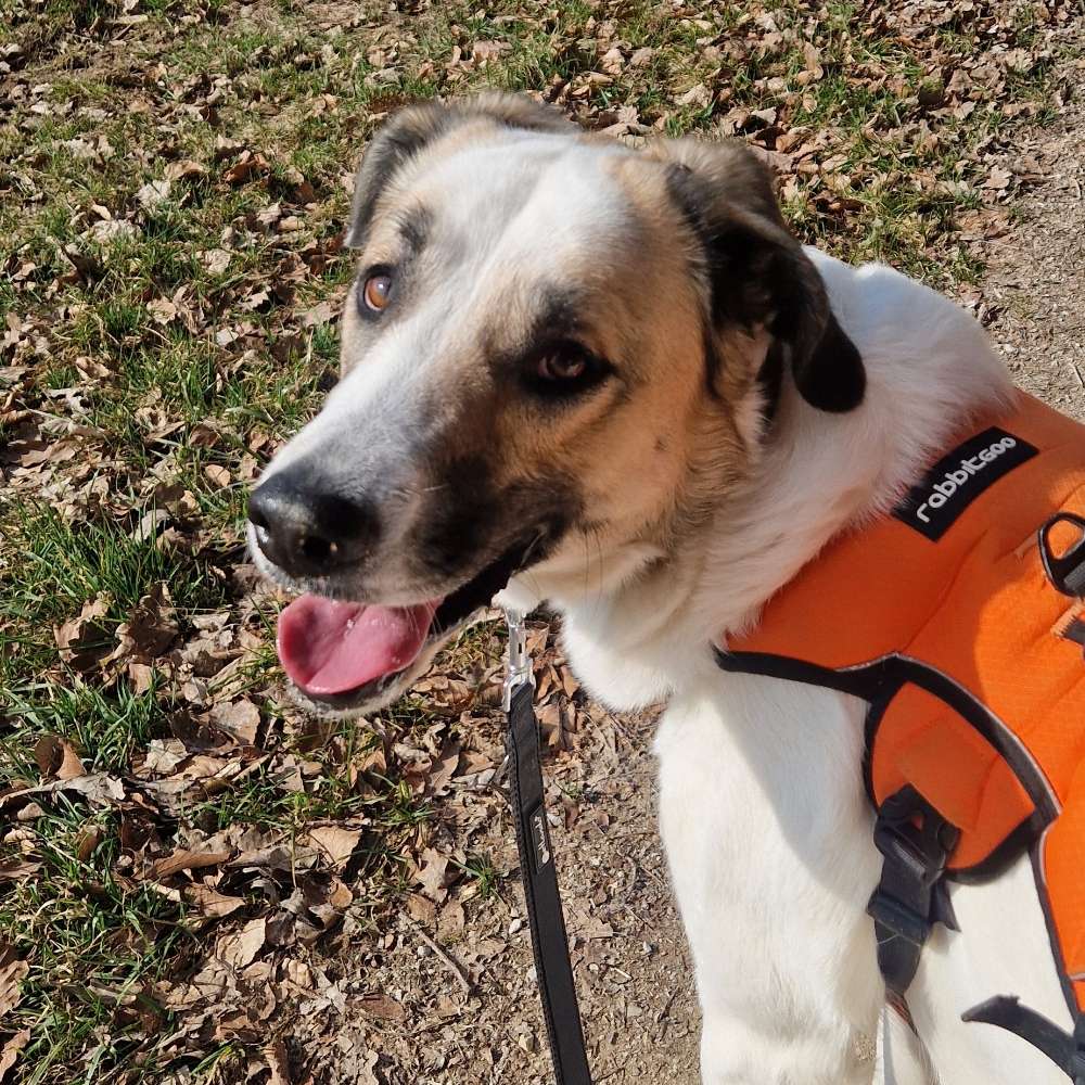 Hundetreffen-Social walking-Profilbild