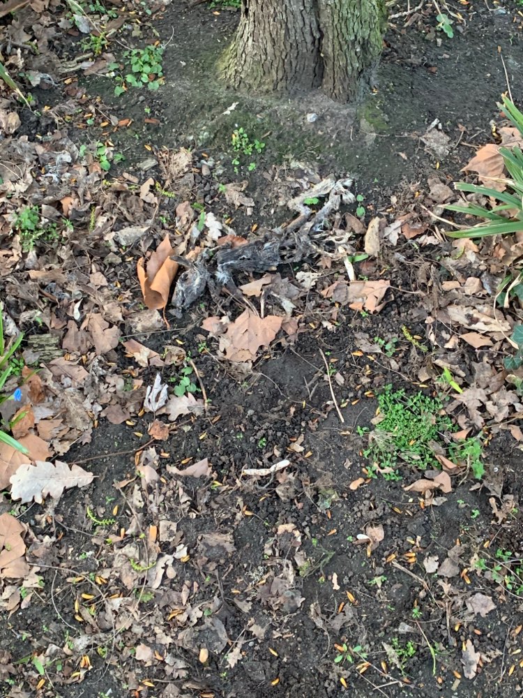 Giftköder-Kadaver-Profilbild