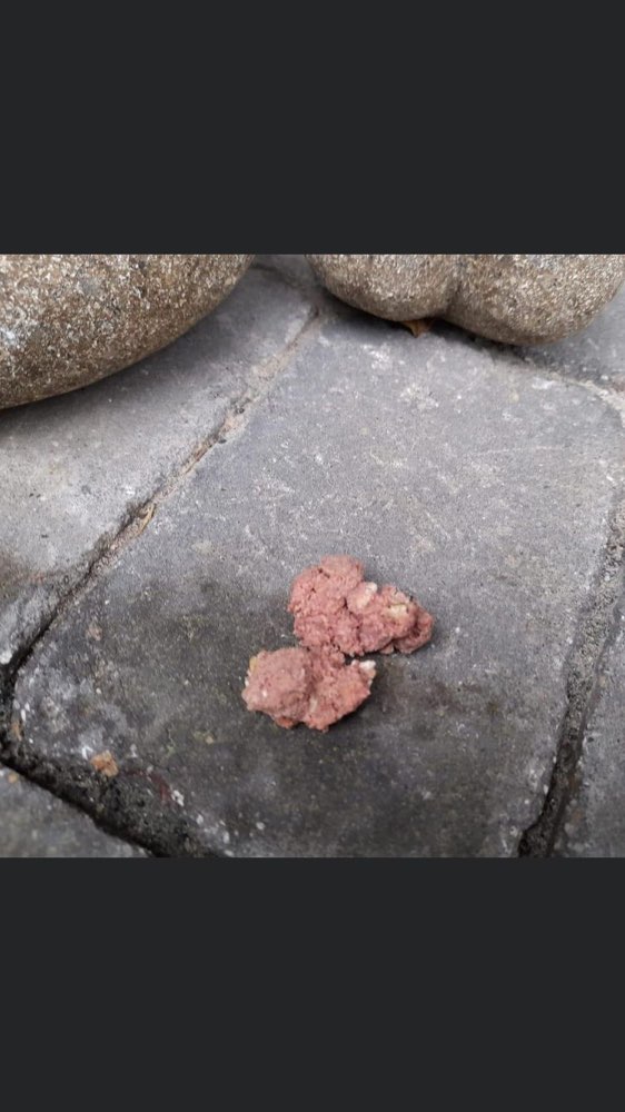 Giftköder-Achtung Giftköder in Klausdorf-Profilbild