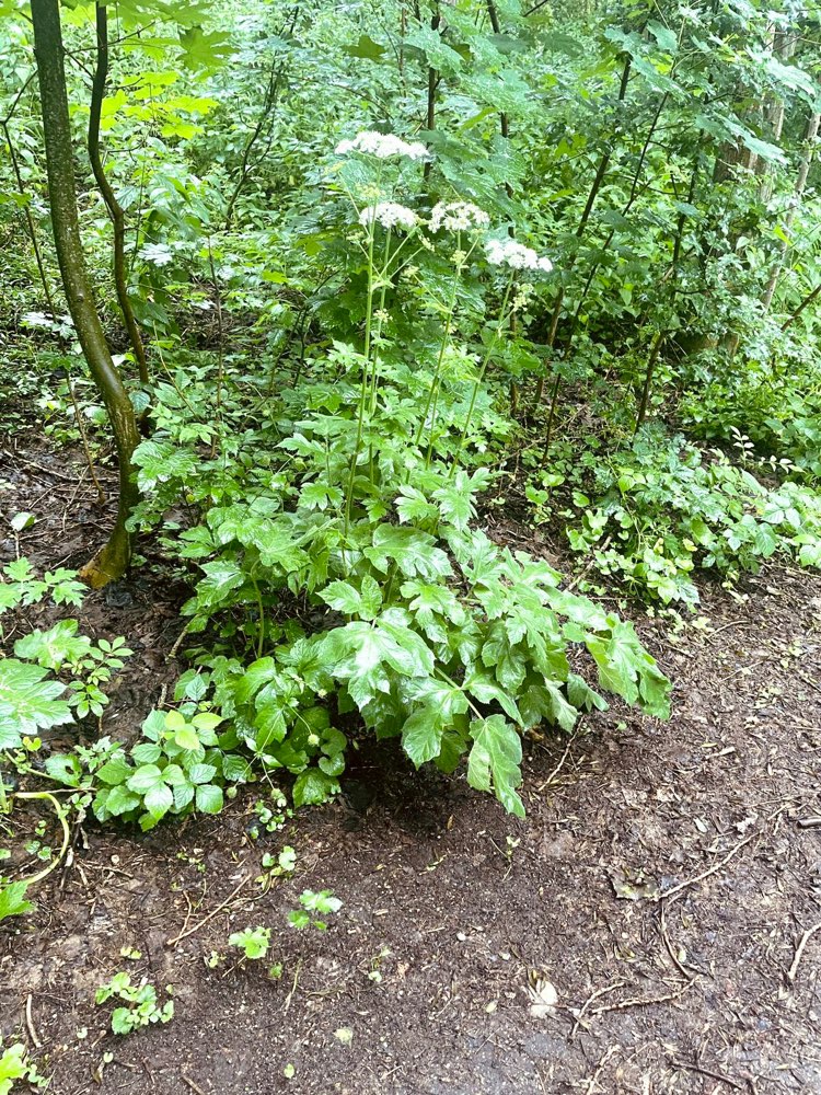 Giftköder-Bärenklau-Profilbild