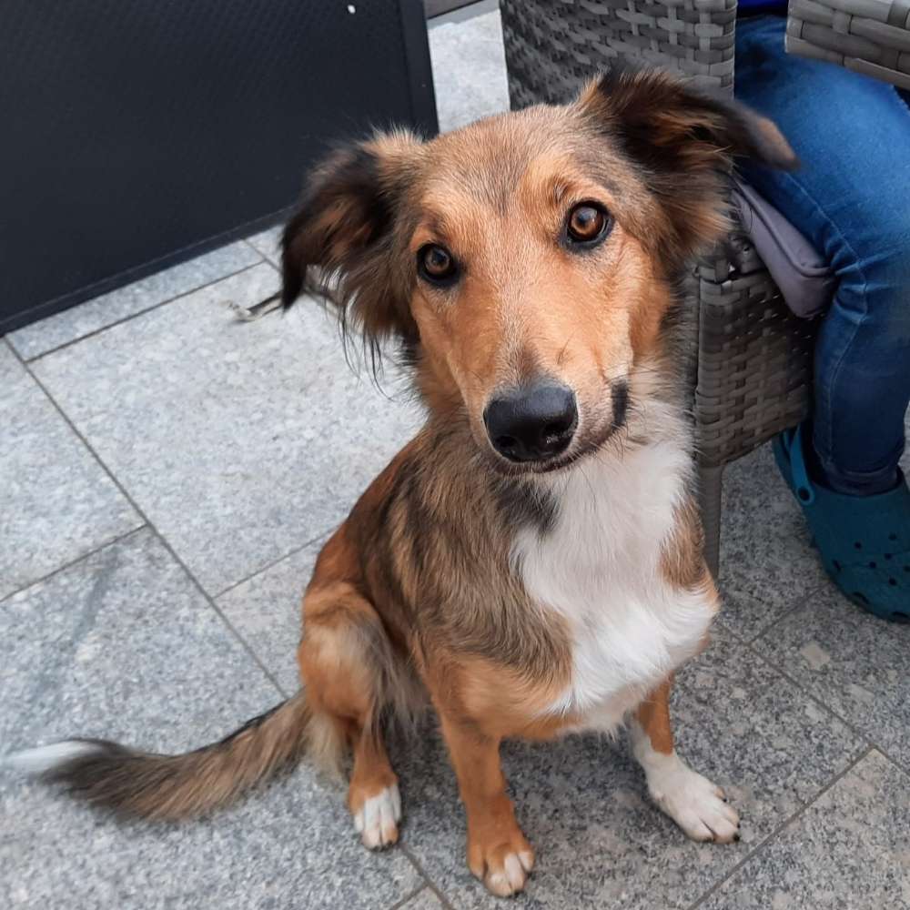 Hundetreffen-Neue freunde finden-Profilbild