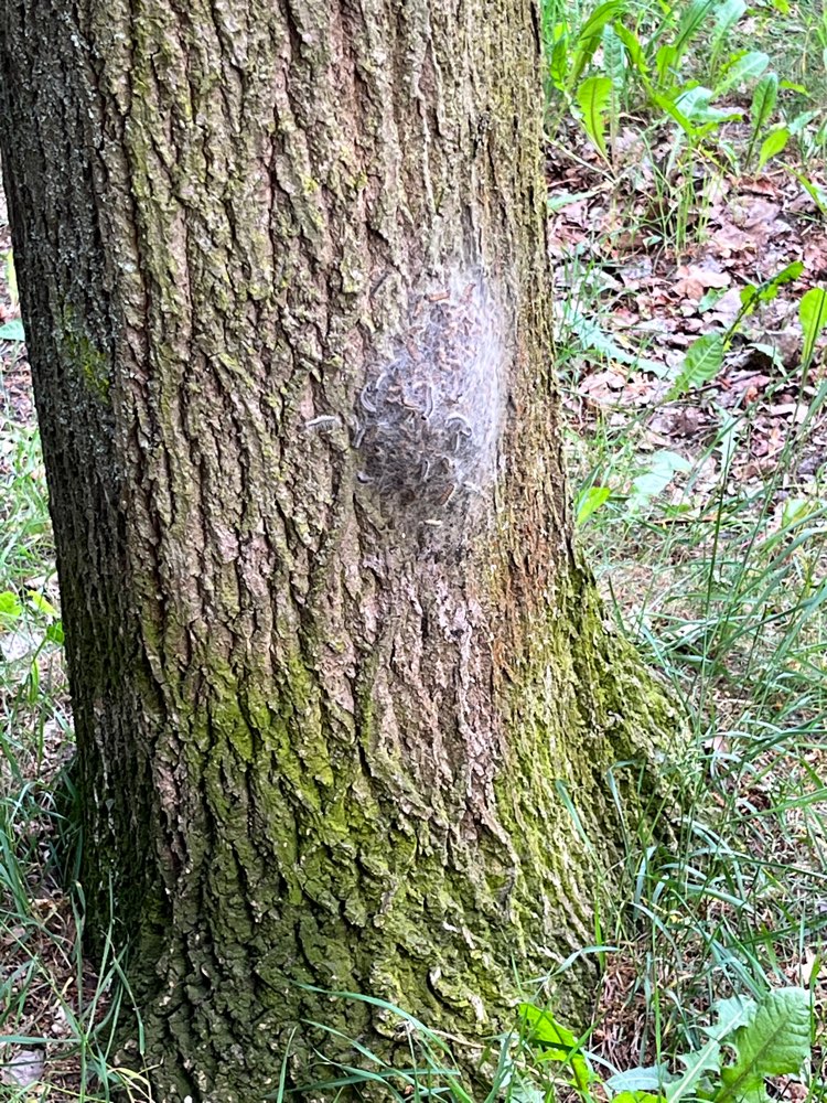 Giftköder-Eichenprozessionsspinner-Profilbild